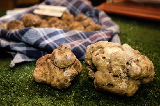 13° Mostra Regionale del Tartufo Acqui Terme